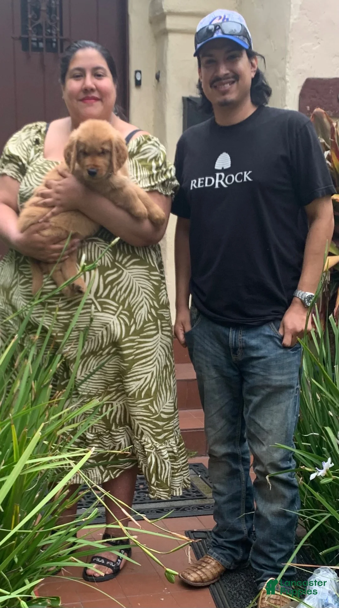 Golden Retriever dogs for sale: White Purebred - Ad 23