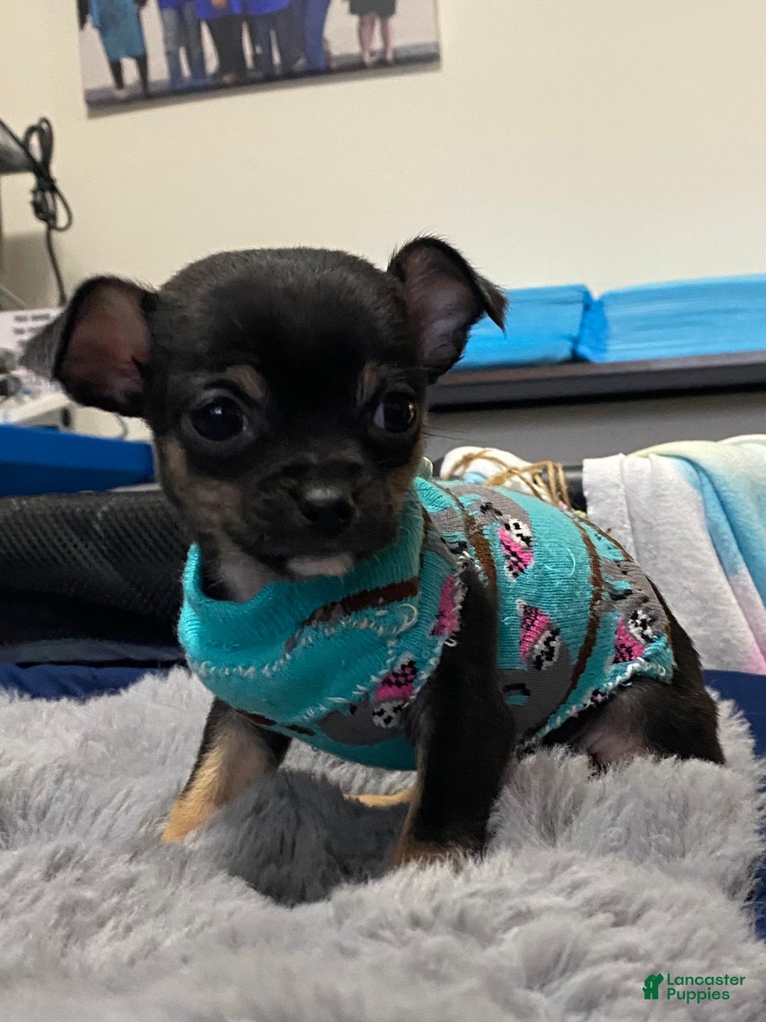 Chihuahua dogs for sale: Chihuahua Puppy Sty - Ad 3