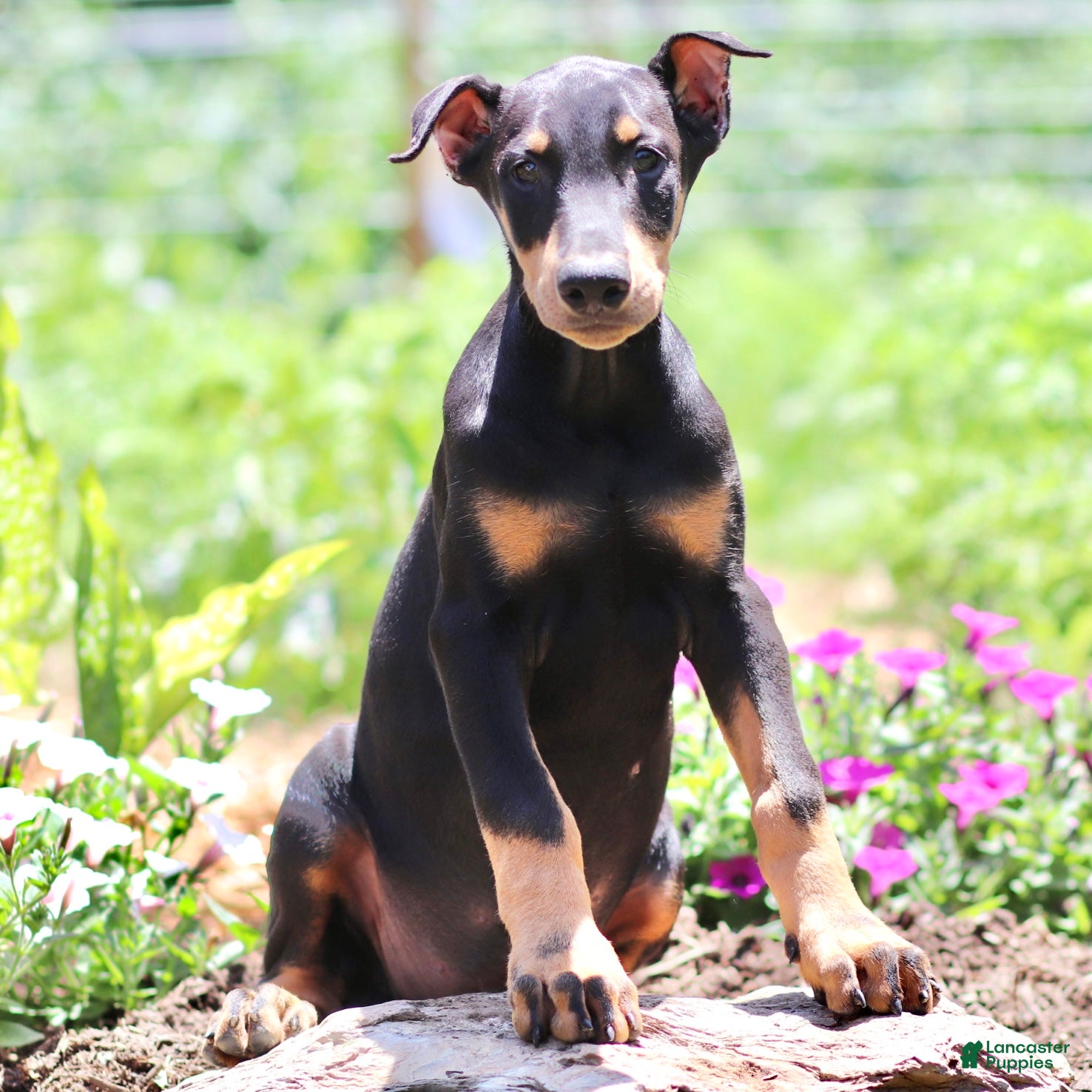 Doberman Pinscher dogs Joseph - Ad 1