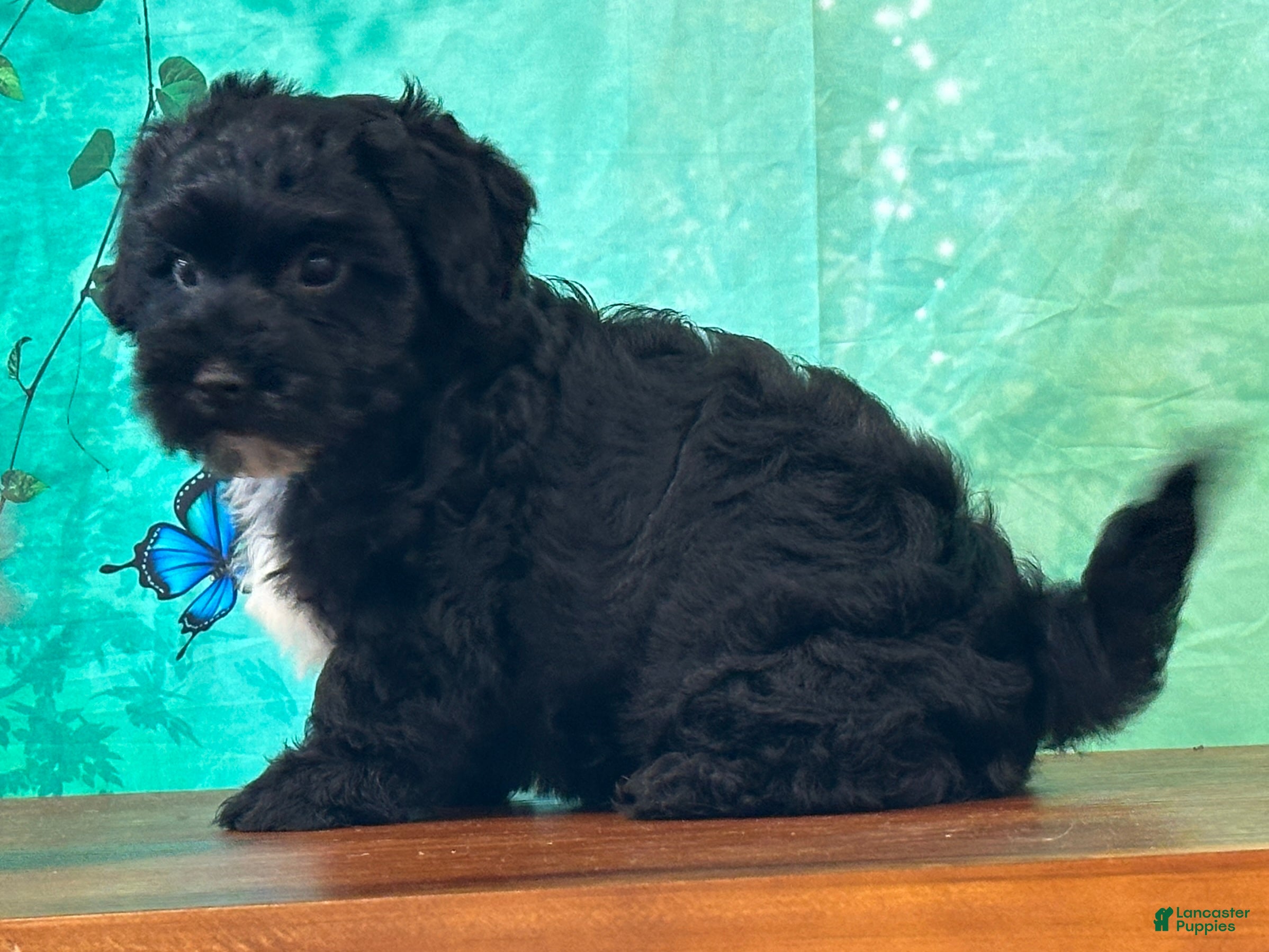 Yochon dogs Archie - Ad 2