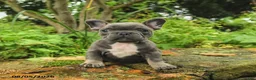 French Bulldog dogs for sale: Aina - Ad 2