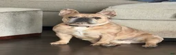 French Bulldog dogs for sale: Tory - Ad 3