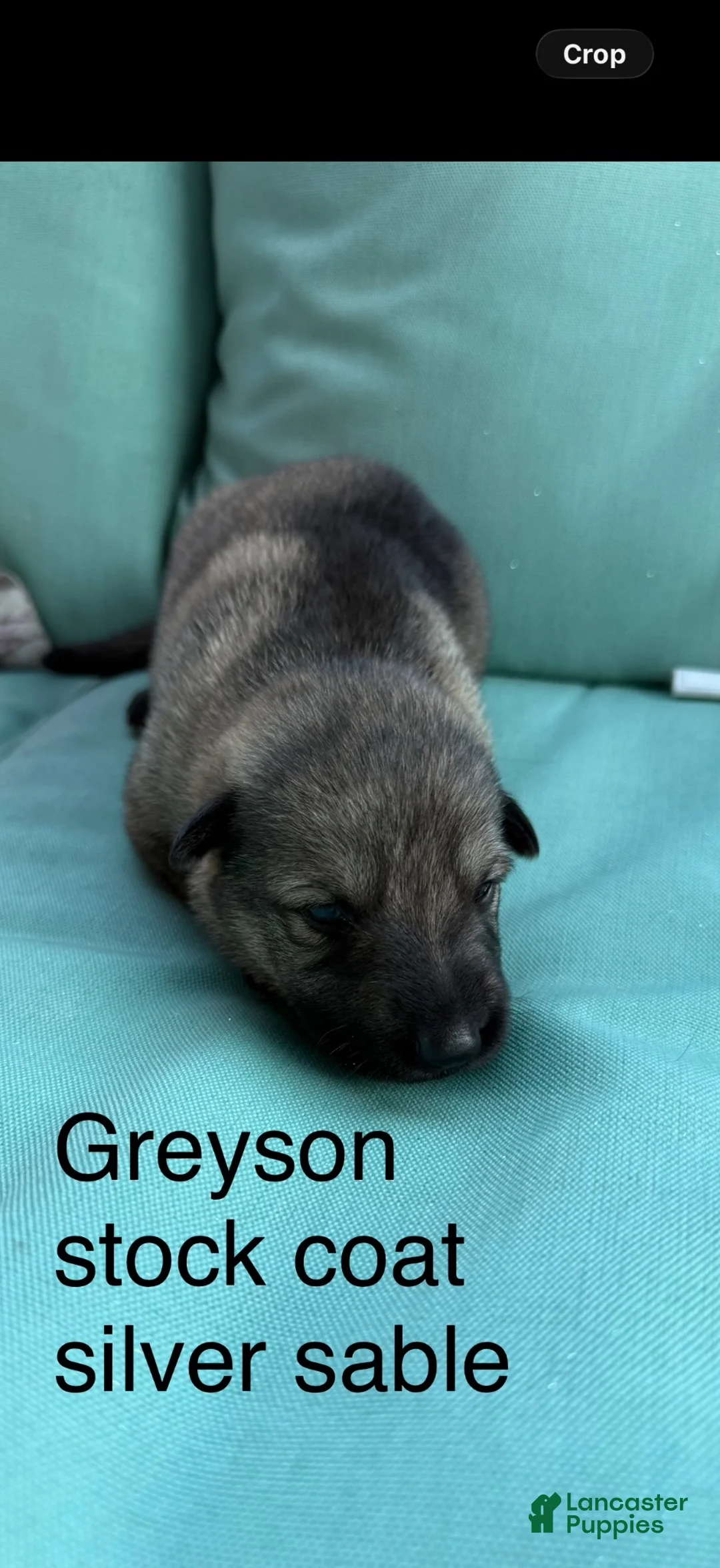 German Shepherd dogs for sale: German Shepherd 7 - Ad 16