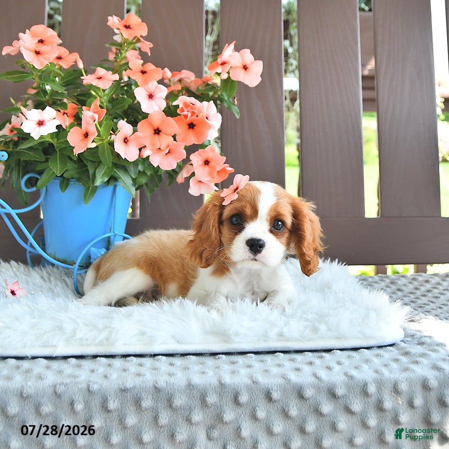 Cavalier King Charles Spaniel dogs Jenna - Ad 2