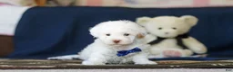 Toy Poodle dogs for sale: Bingo - Ad 4