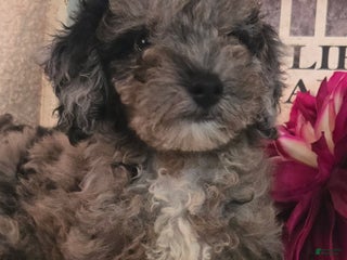 Miniature Poodle dogs - Ad 15