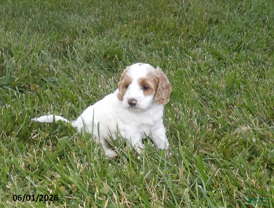 Cockapoo dogs Pansy - Ad 2