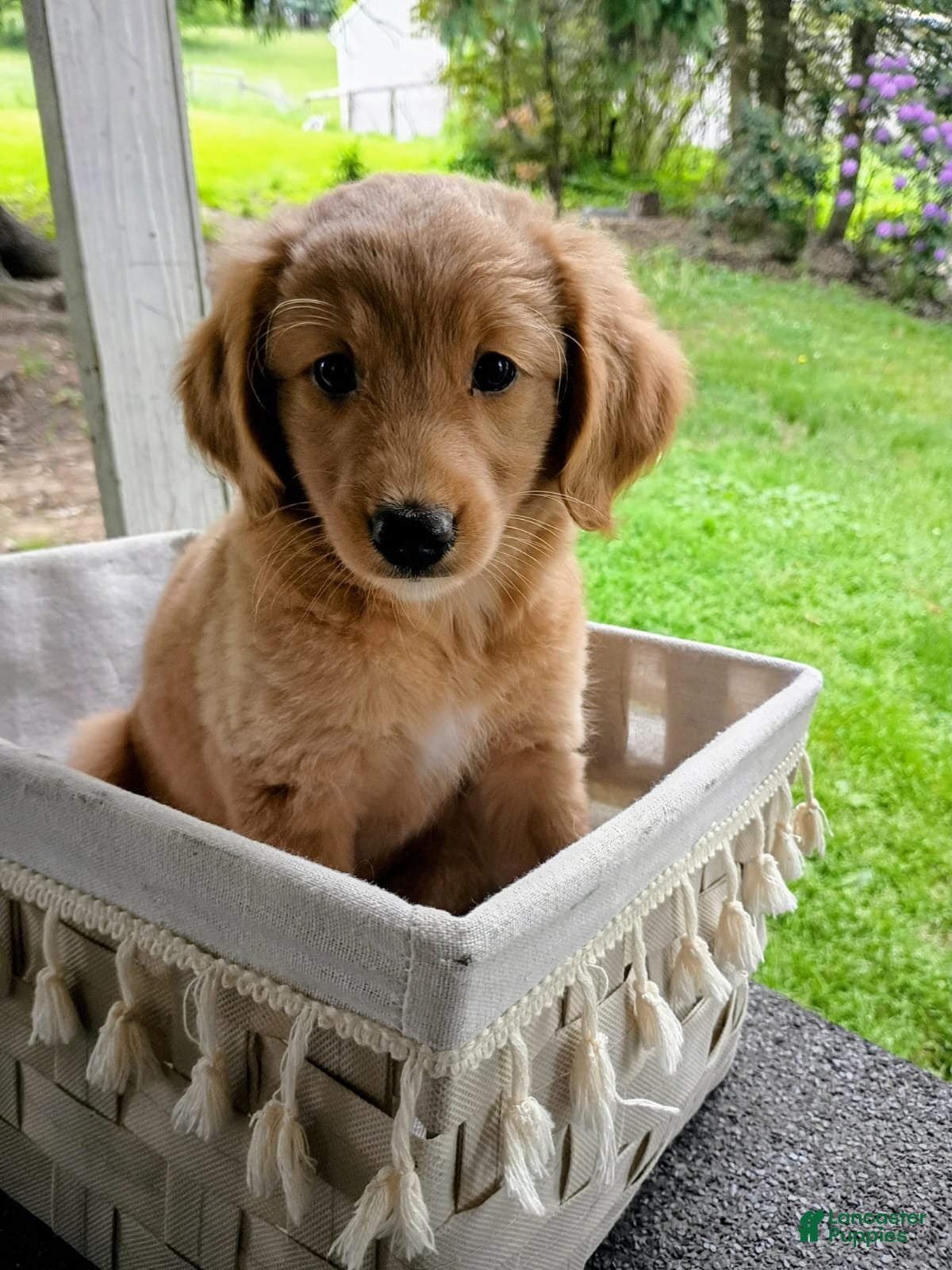 Mixed Breed dogs Daisy - Ad 1