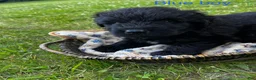 Bouvier Des Flandres dogs for sale: Bouvier Des Flandres 2 - Ad 31