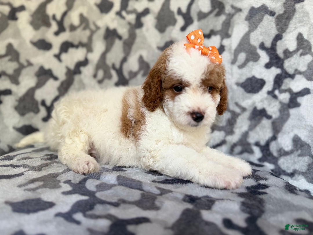 Cavapoo dogs for sale: Waffle - Ad 6
