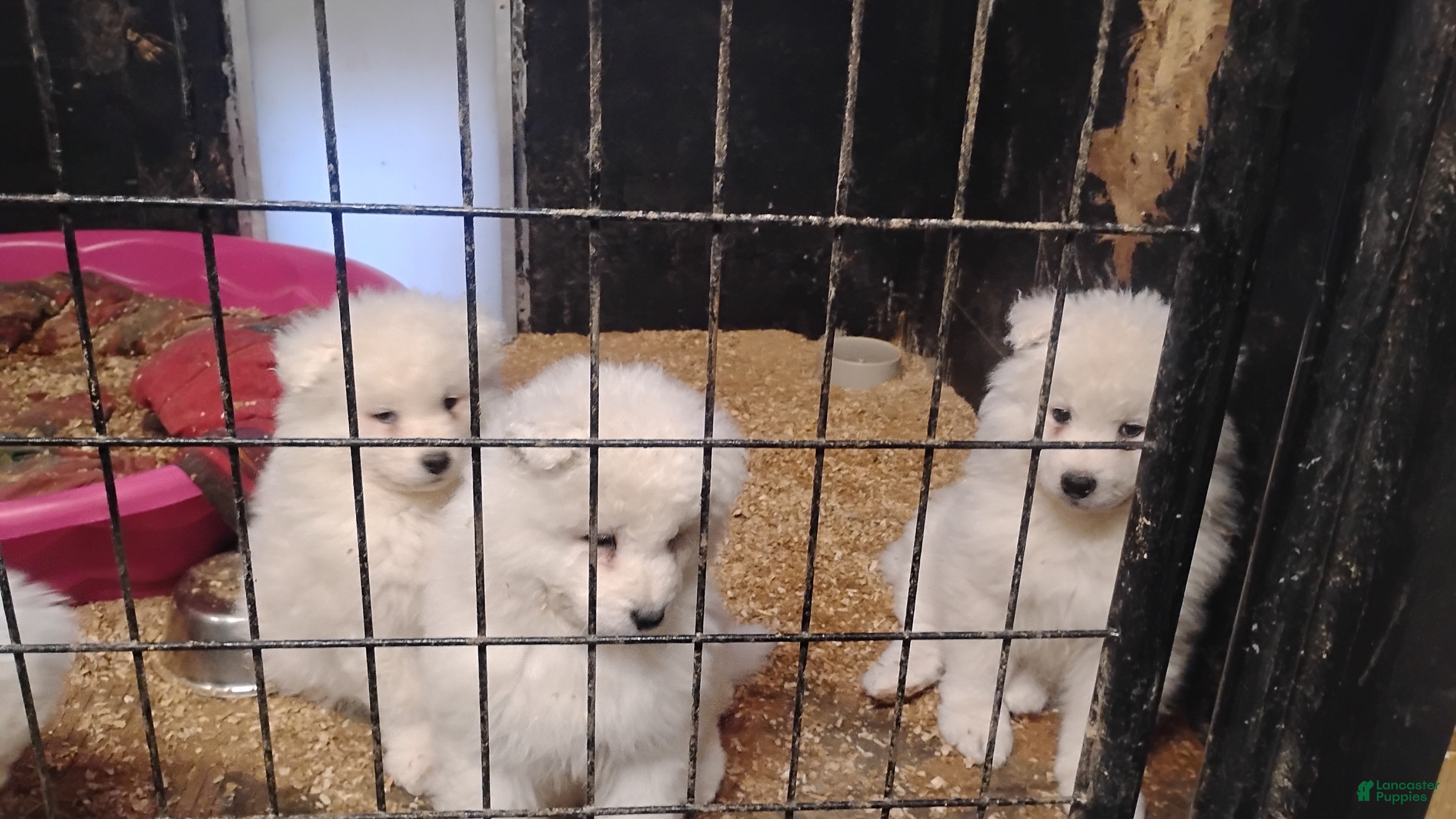 Samoyed dogs Samoyed Puppy 3 - Ad 13