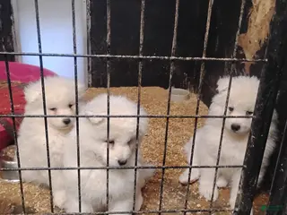 Samoyed dogs Samoyed Puppy 3 - Ad 11