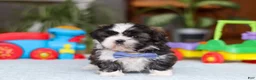 Shih Tzu dogs for sale: Charles - Ad 2