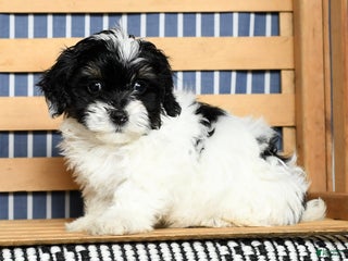 Shihpoo dogs Jewel - Ad 29
