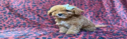 Cavapoo dogs for sale: Skittles - Ad 8
