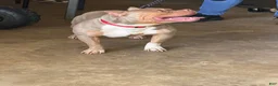 American Bully dogs for sale: Boy 2 - Ad 9