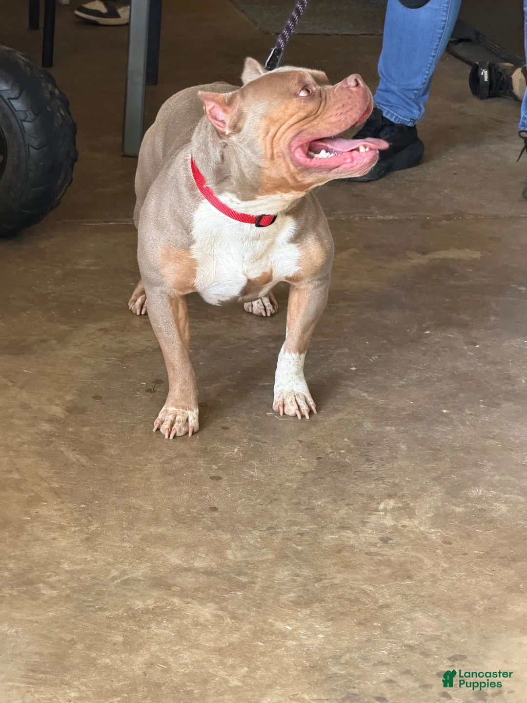 American Bully dogs for sale: Boy 2 - Ad 9