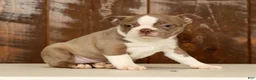 Boston Terrier dogs for sale: Ricky - Ad 4