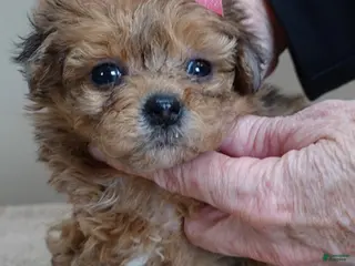 Maltipoo dogs Miracle chocolate merle PET ONLY - Ad 4