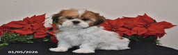 Shih Tzu dogs for sale: Rita - Ad 3