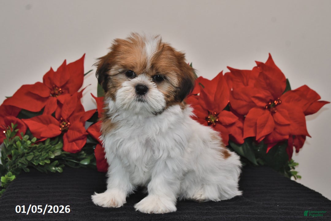 Shih Tzu dogs for sale: Rita - Ad 3