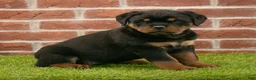 Rottweiler dogs for sale: Violet - Ad 1