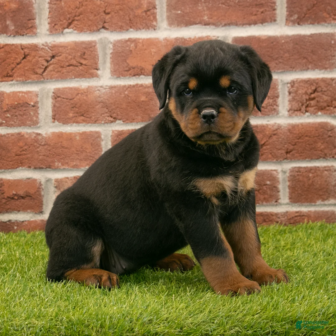 Rottweiler dogs for sale: Violet - Ad 1