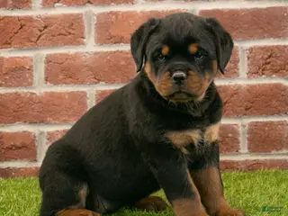 Rottweiler dogs for sale: Violet - Ad 2