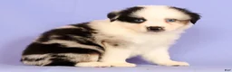 Miniature Australian Shepherd dogs for sale: Darnel - Ad 5