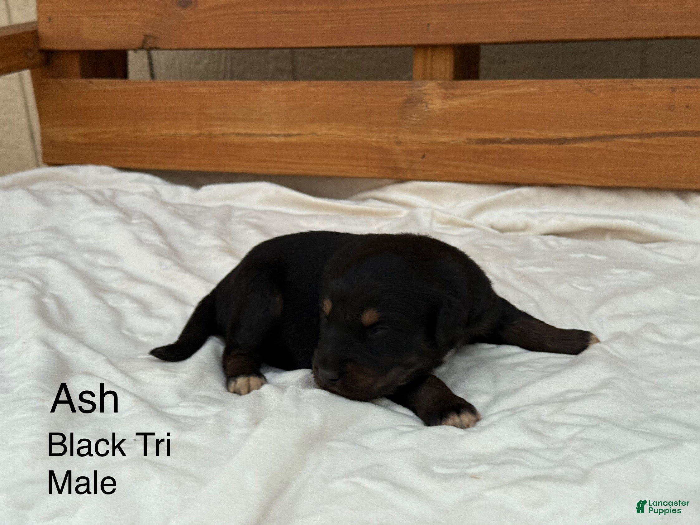 Australian Shepherd dogs Ash - Ad 8