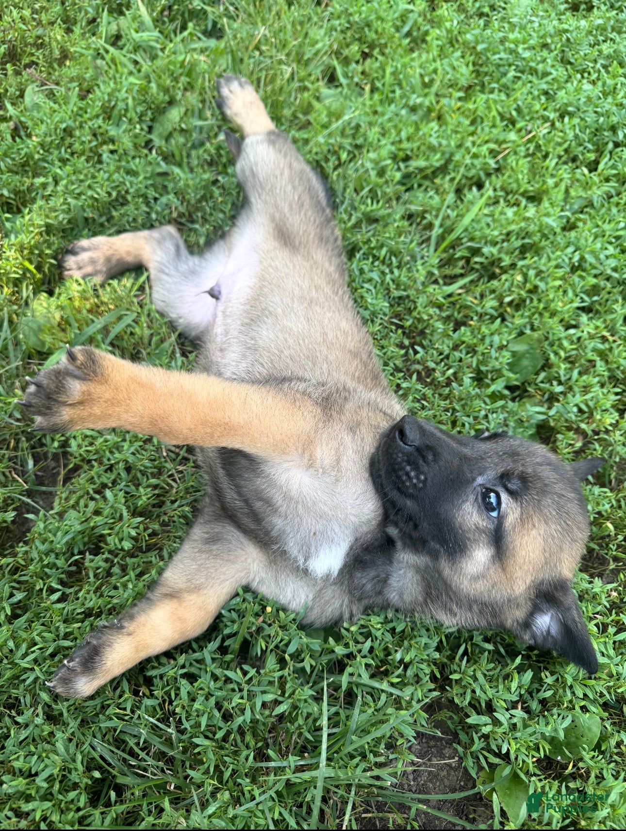 Belgian Malinois dogs Belgian Malinois 1 - Ad 1