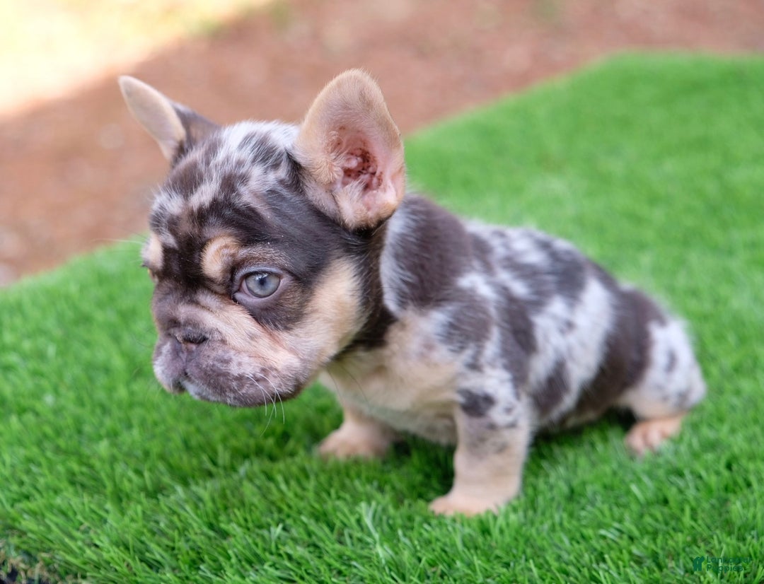 French Bulldog dogs for sale: French Bulldog Puppy 2 - Ad 3