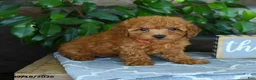 Maltipoo dogs for sale: Leona - Ad 4