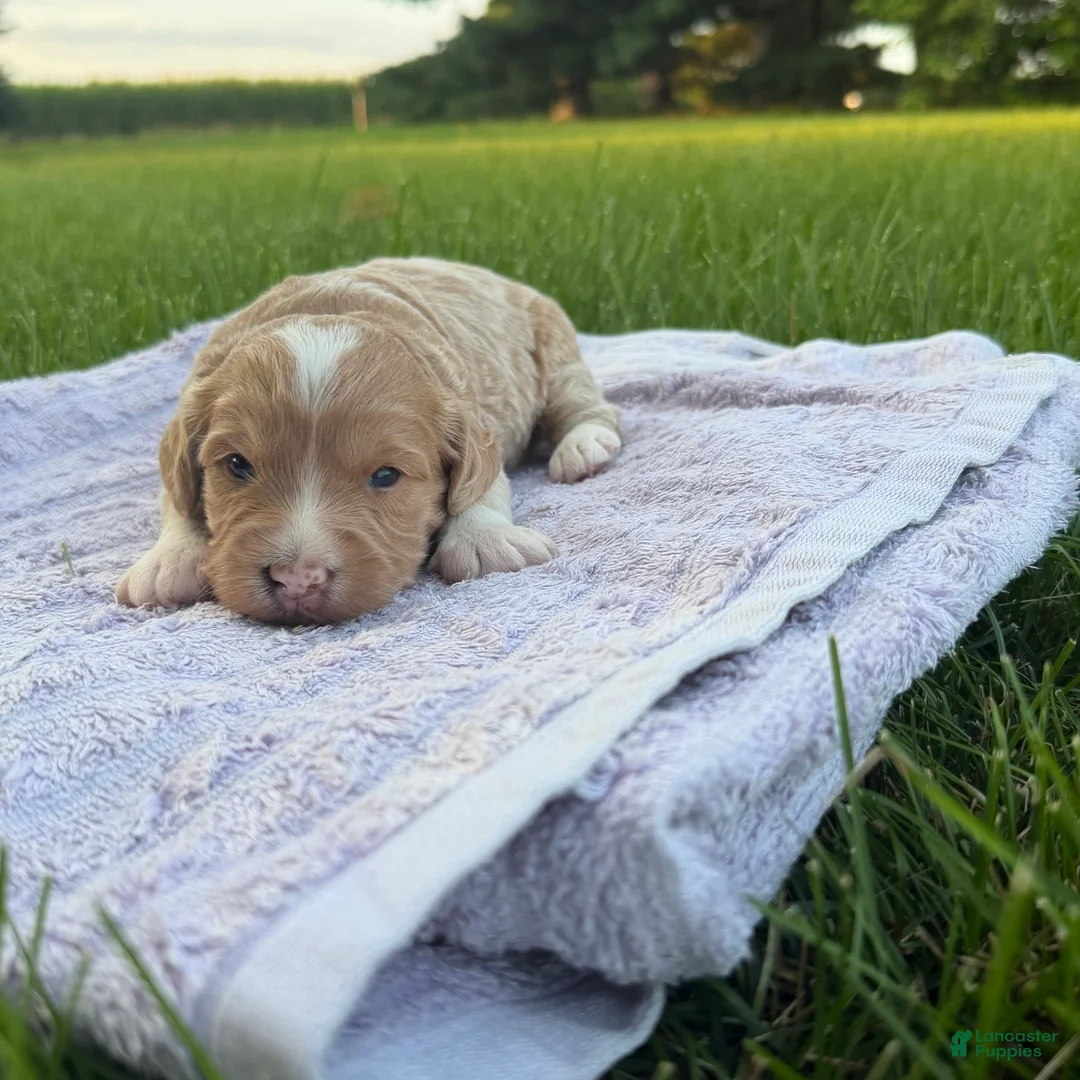 Mini Goldendoodle dogs for sale: Angel Mini Goldendoodle  - Ad 1