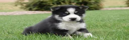 Siberian Husky dogs for sale: Snickers - Ad 1
