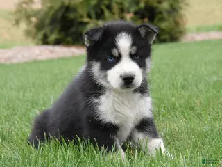 Siberian Husky dogs for sale: Snickers - Ad 3
