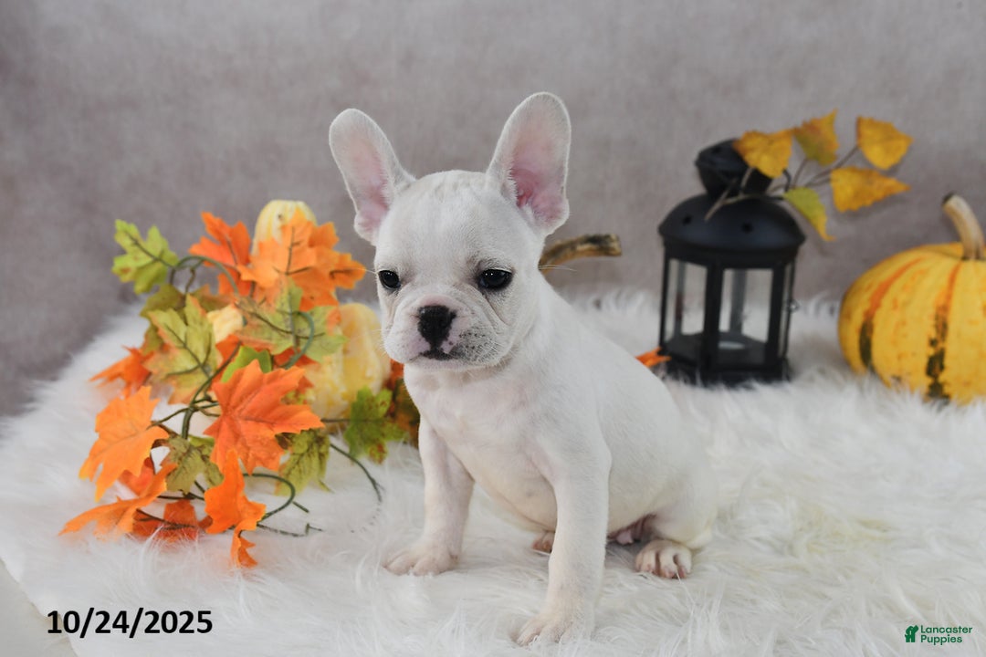 French Bulldog dogs for sale: Wrenlee - Ad 10