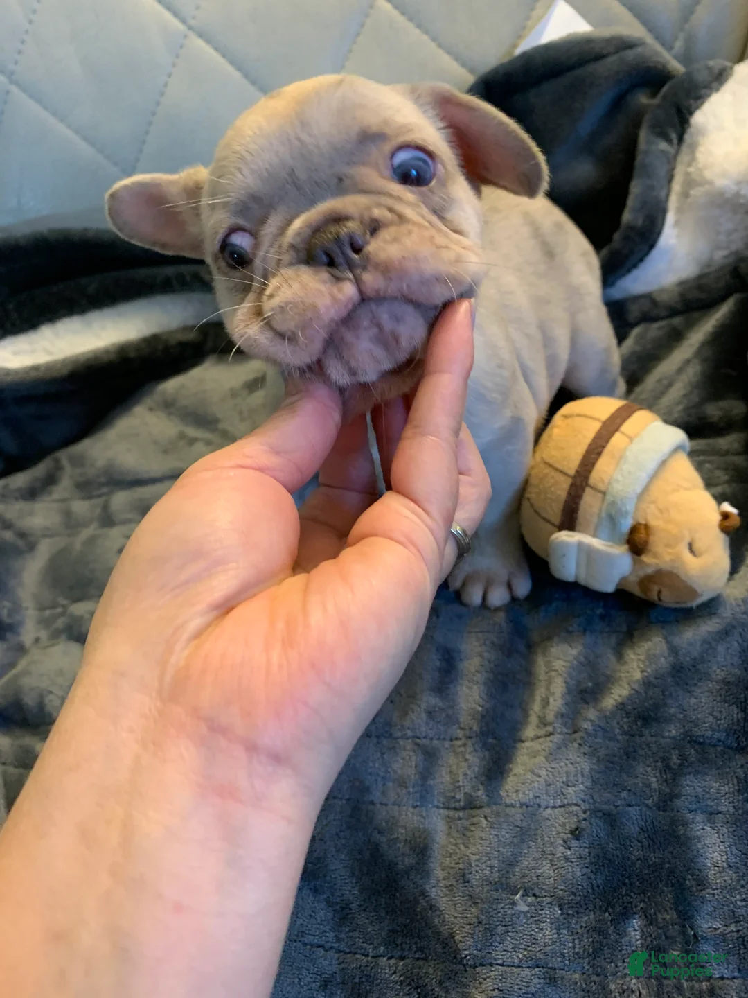 French Bulldog dogs for sale: French Bulldog 3 - Ad 2