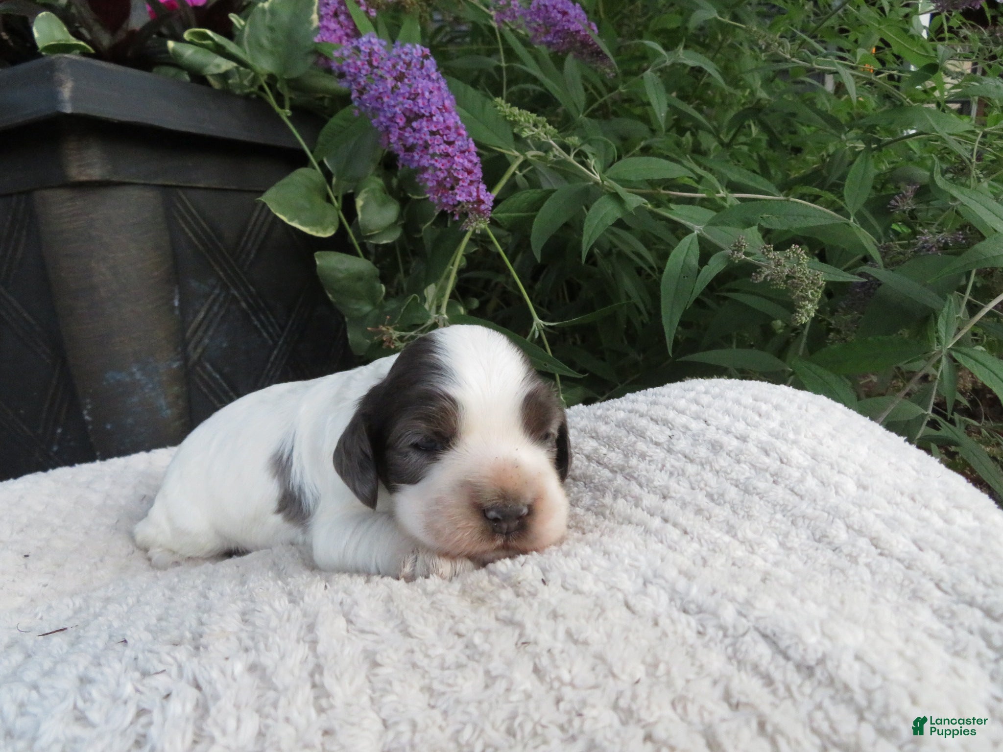 Cocker Spaniel dogs Juniper - Ad 2