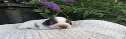 Cocker Spaniel dogs for sale: Juniper - Ad 2