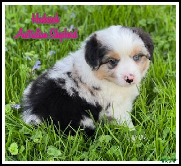 Miniature Australian Shepherd dogs Hadassah - Ad 1
