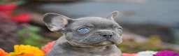 French Bulldog dogs for sale: Titan - Ad 6