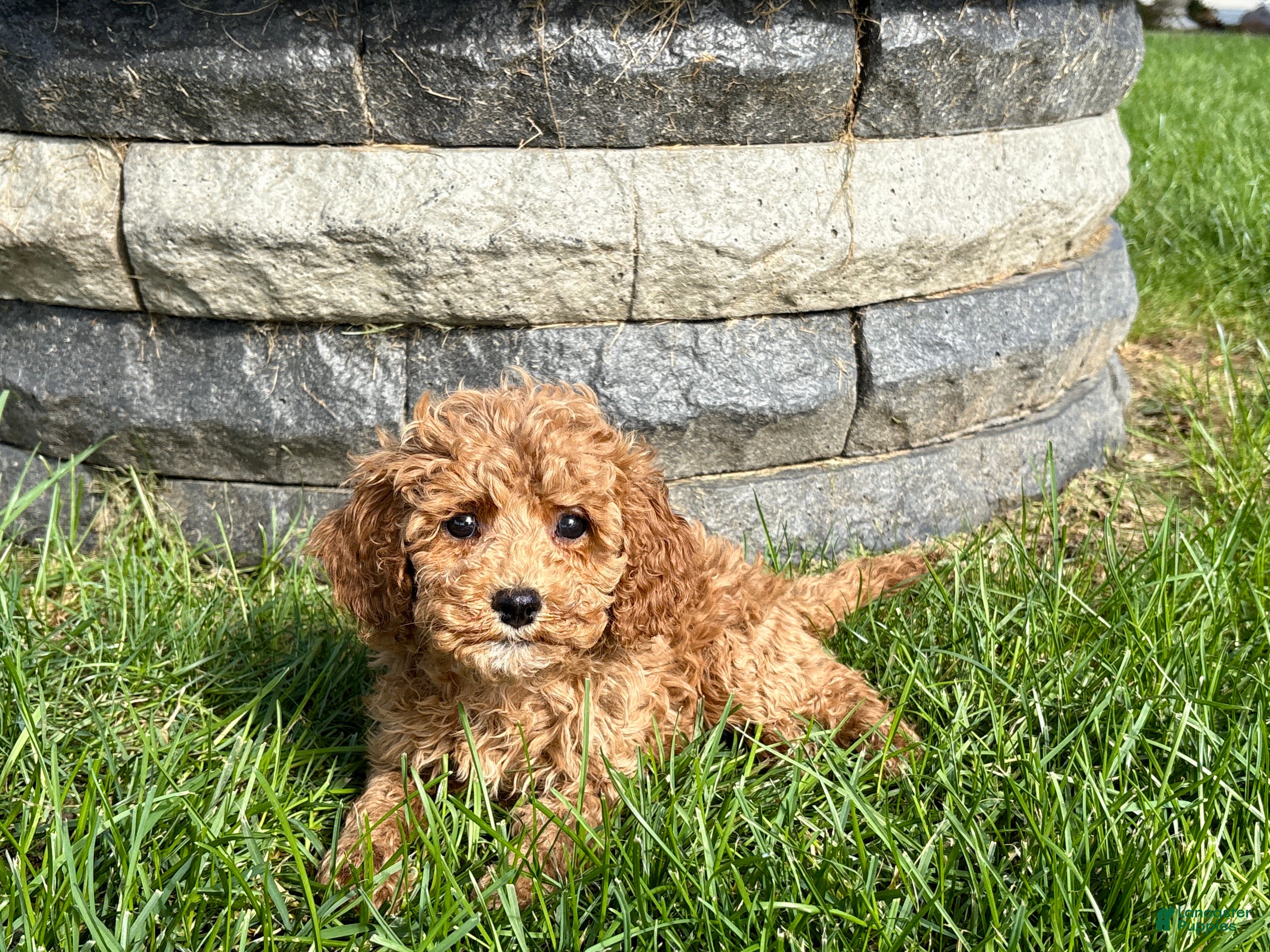 Cockapoo dogs Cockapoo female 4 - Ad 2