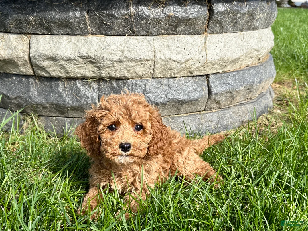 Cockapoo dogs for sale: Cockapoo female 4 - Ad 2