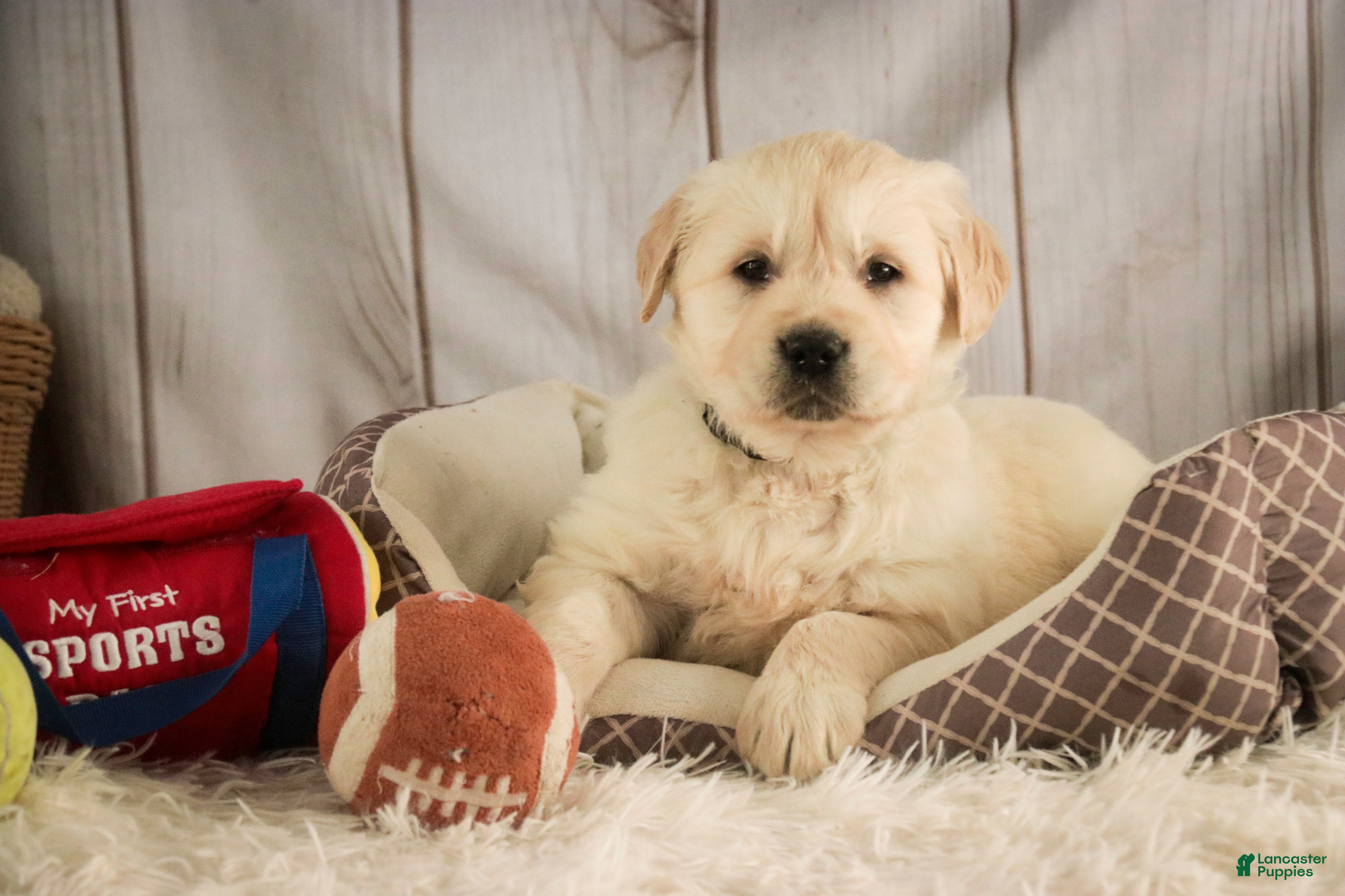 Golden Retriever dogs Rugby - Ad 33