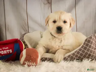 Golden Retriever dogs Rugby - Ad 33