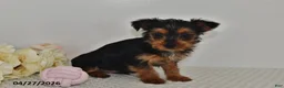 Yorkshire Terrier dogs for sale: Leo - Ad 3
