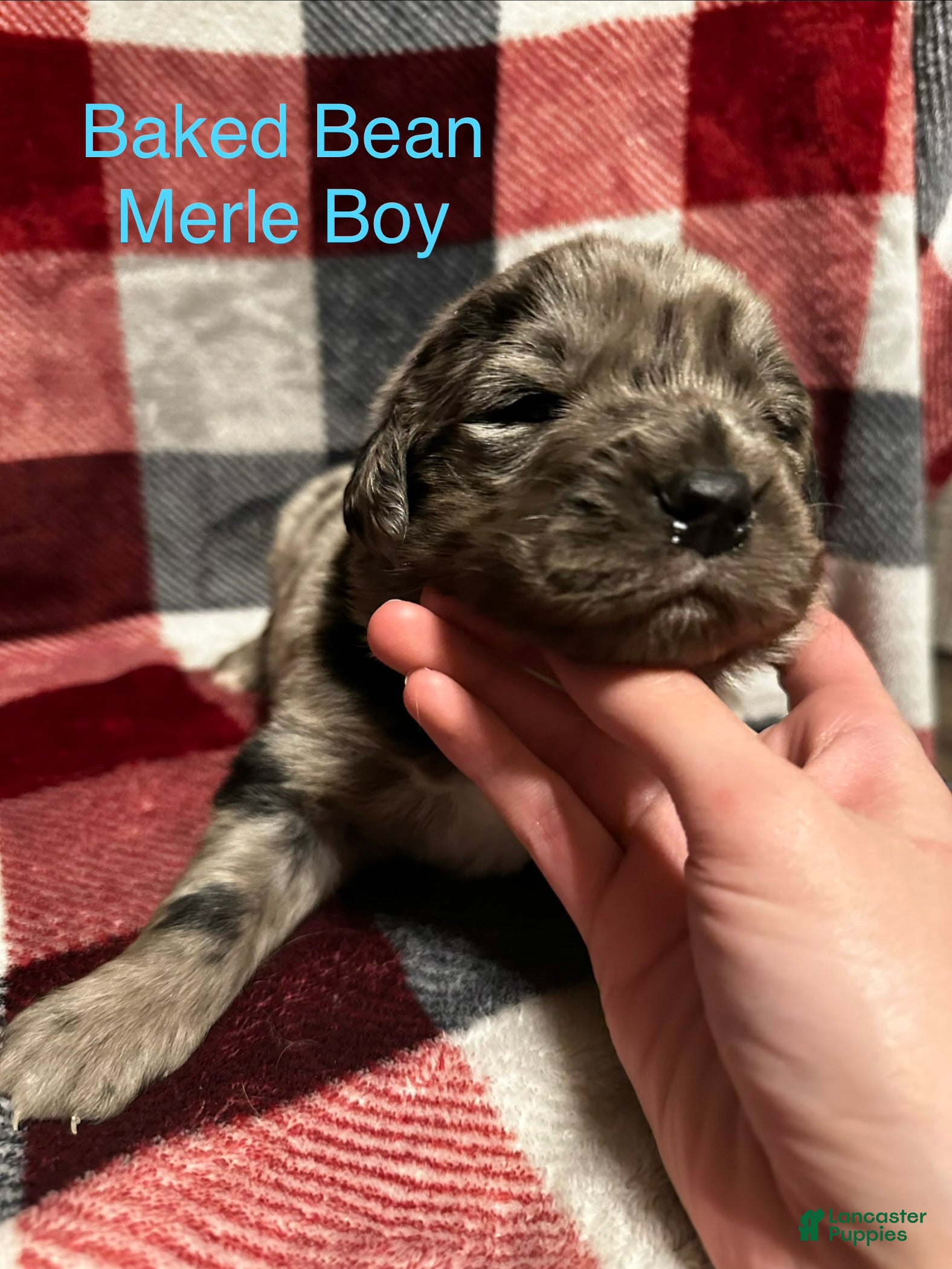 Mixed Breed dogs Baked Bean  - Ad 14