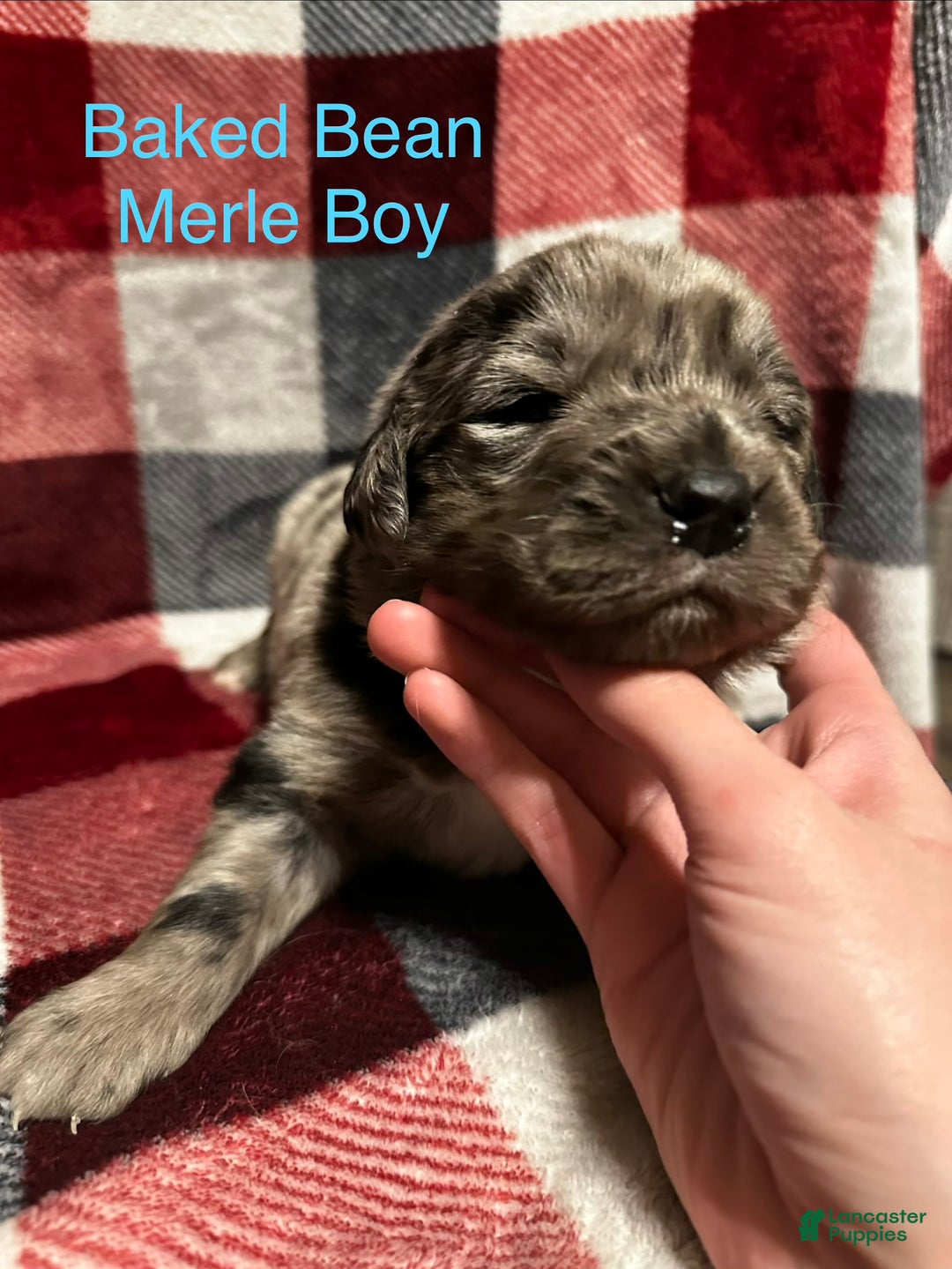 Mixed Breed dogs for sale: Baked Bean  - Ad 1