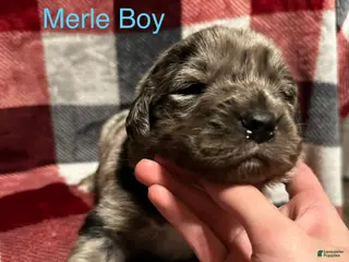 Mixed Breed dogs Baked Bean - Ad 11